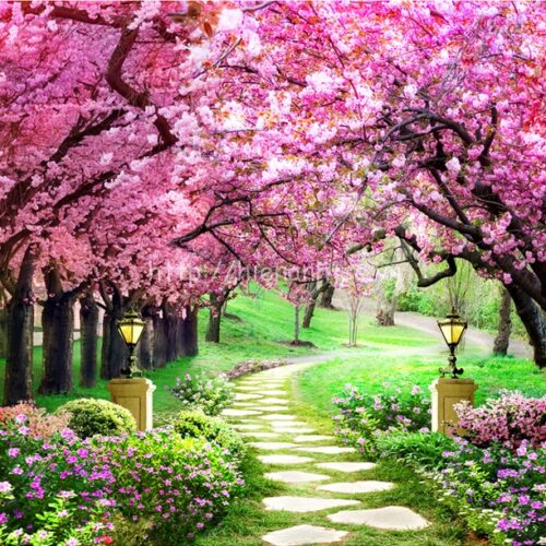 5D079-1-con duong hoa anh dao