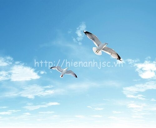 Tranh dán tường 5D đồng cỏ và trời xanh - 5D117