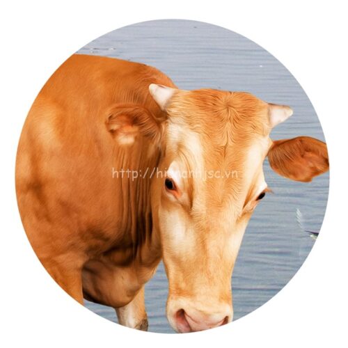 Tranh dán tường 5D đồng cỏ và trời xanh - 5D117