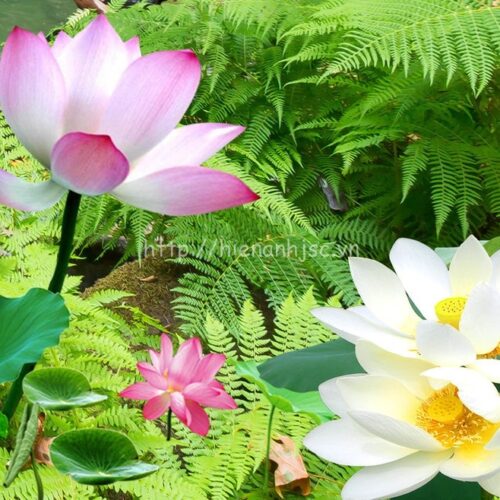 Tranh dán tường 5D - Tranh thác nước thần tiên 5D140 7 Tranh dán tường bố cảnh thác nước - 5D140