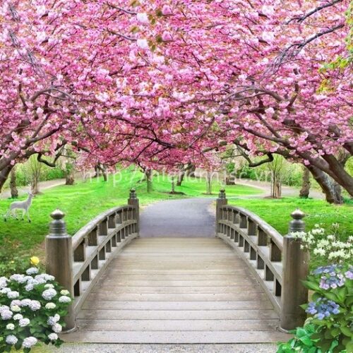 Tranh dán tường 5D - Cầu gỗ và vườn hoa anh đào 5D137 6 Tranh dán tường bối cảnh cầu vườn hoa anh đào - 5D137