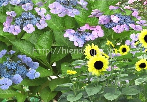 Tranh dán tường 5D - Cầu gỗ và vườn hoa anh đào 5D137 7 5d137-2-boi canh cay cau dan den vuon hoa anh dao