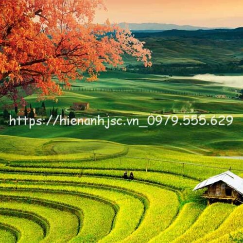 tranh-dan-tuong-boi-canh-dong-que-5d199-4